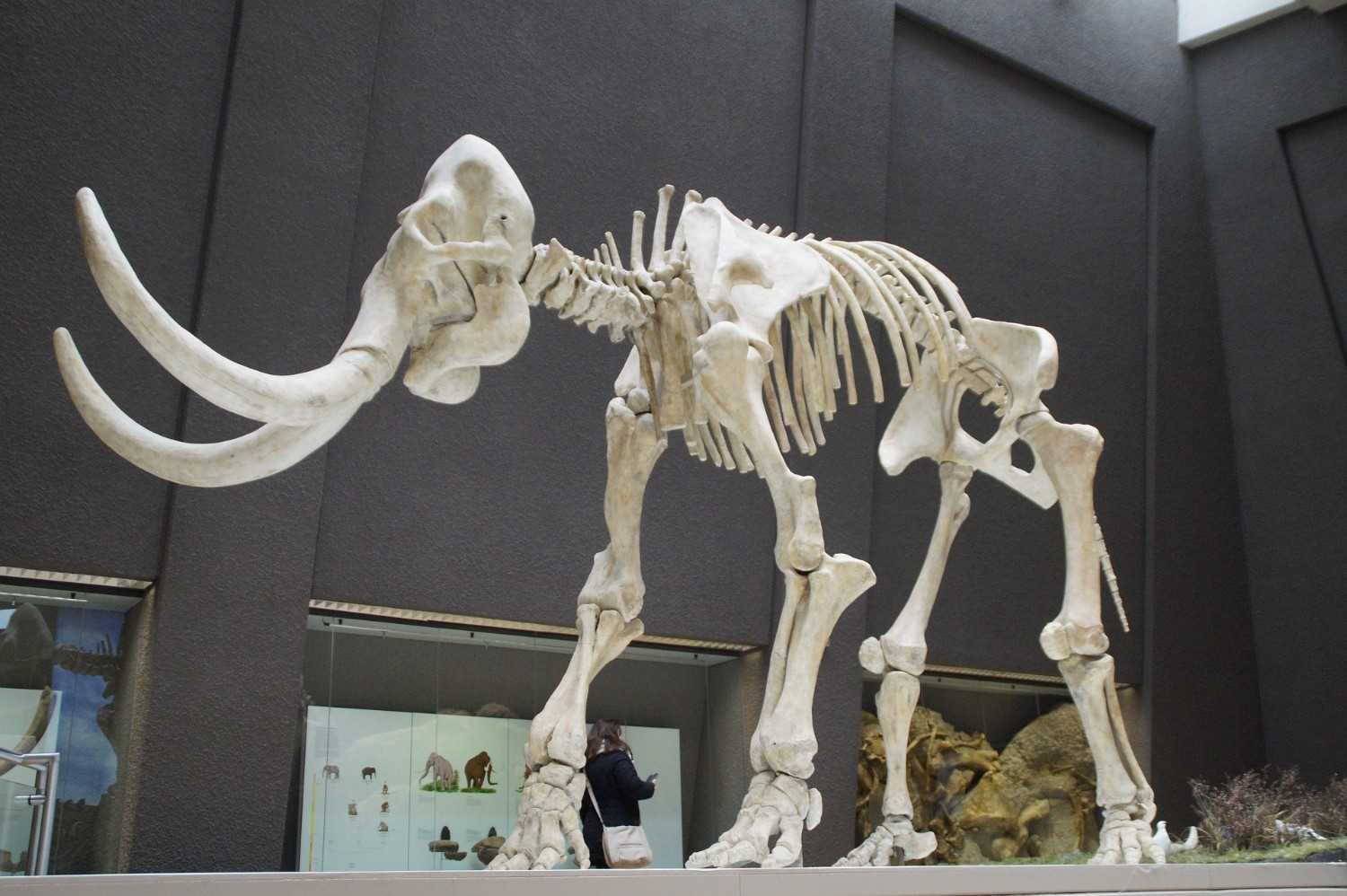 Large woolly mammoth skeleton on display in a museum exhibit, set against dark gray walls